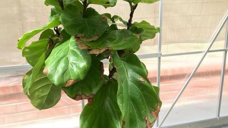 Dry vs. Overwatered Fiddle Leaf Figs: How to Tell the Difference