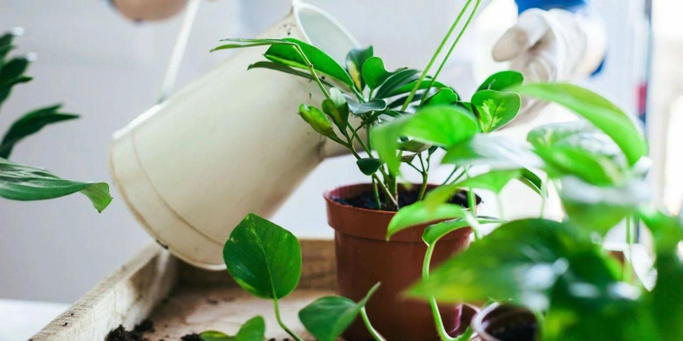 Watering an indoor plant correctly