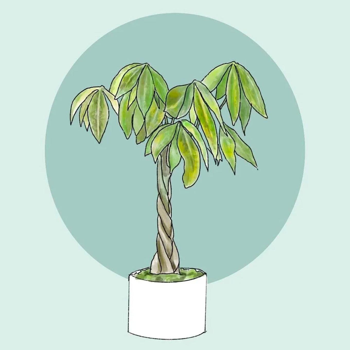 illustration pachira aquatica avec des feuilles jaunes