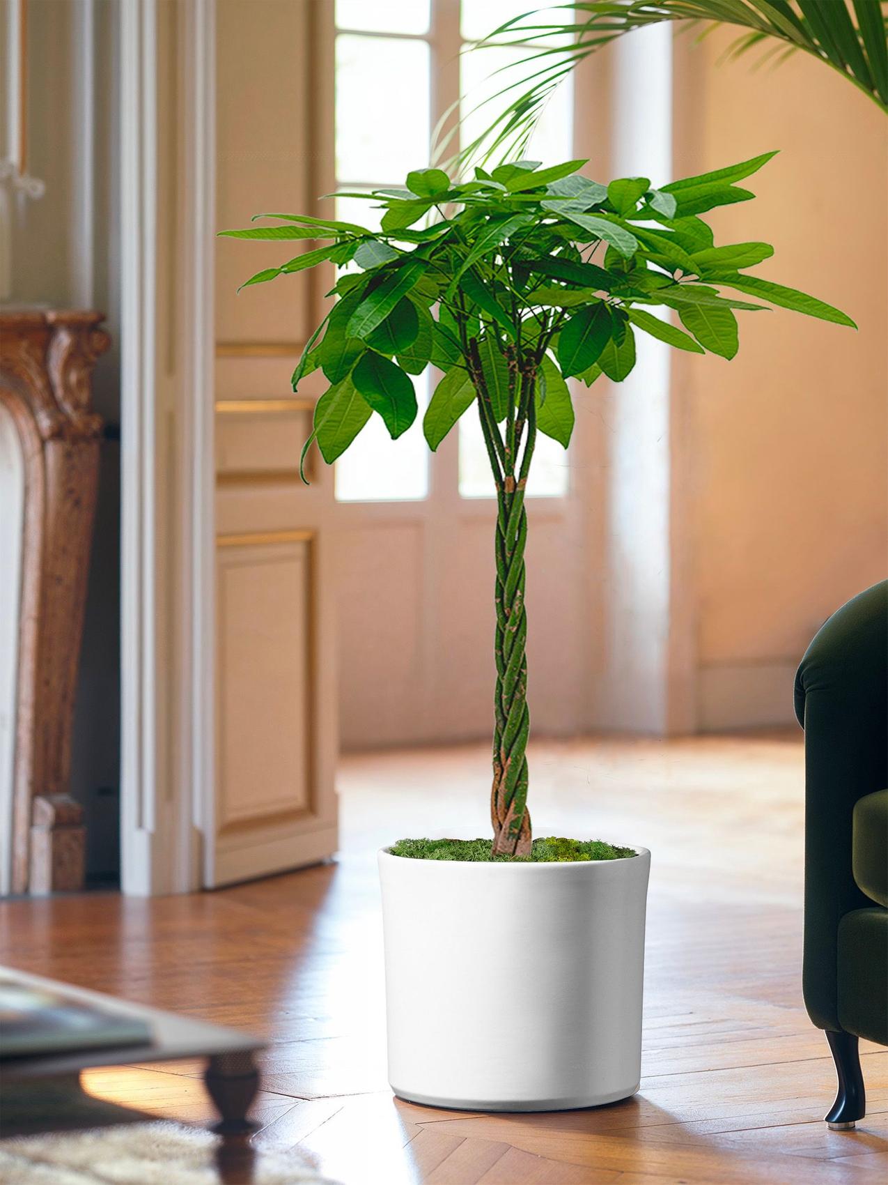 Meilleure plante d'intérieur pour le Capricorne - Arbre à argent tressé (Pachira aquatica) dans un salon lumineux