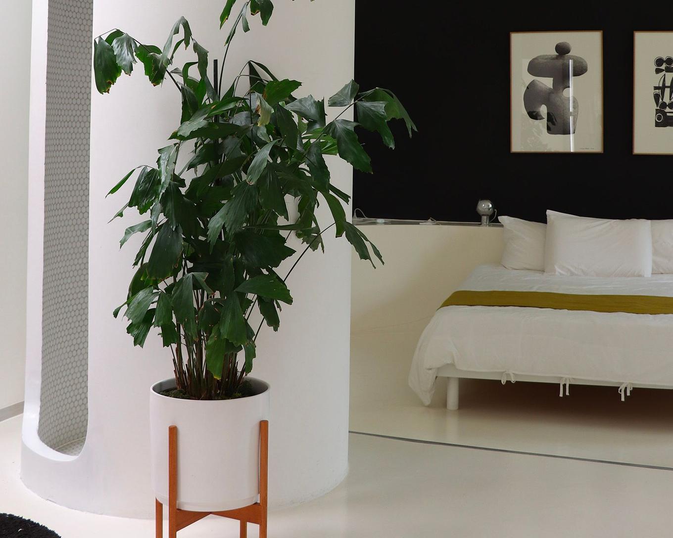 Achat Plantes en Ligne