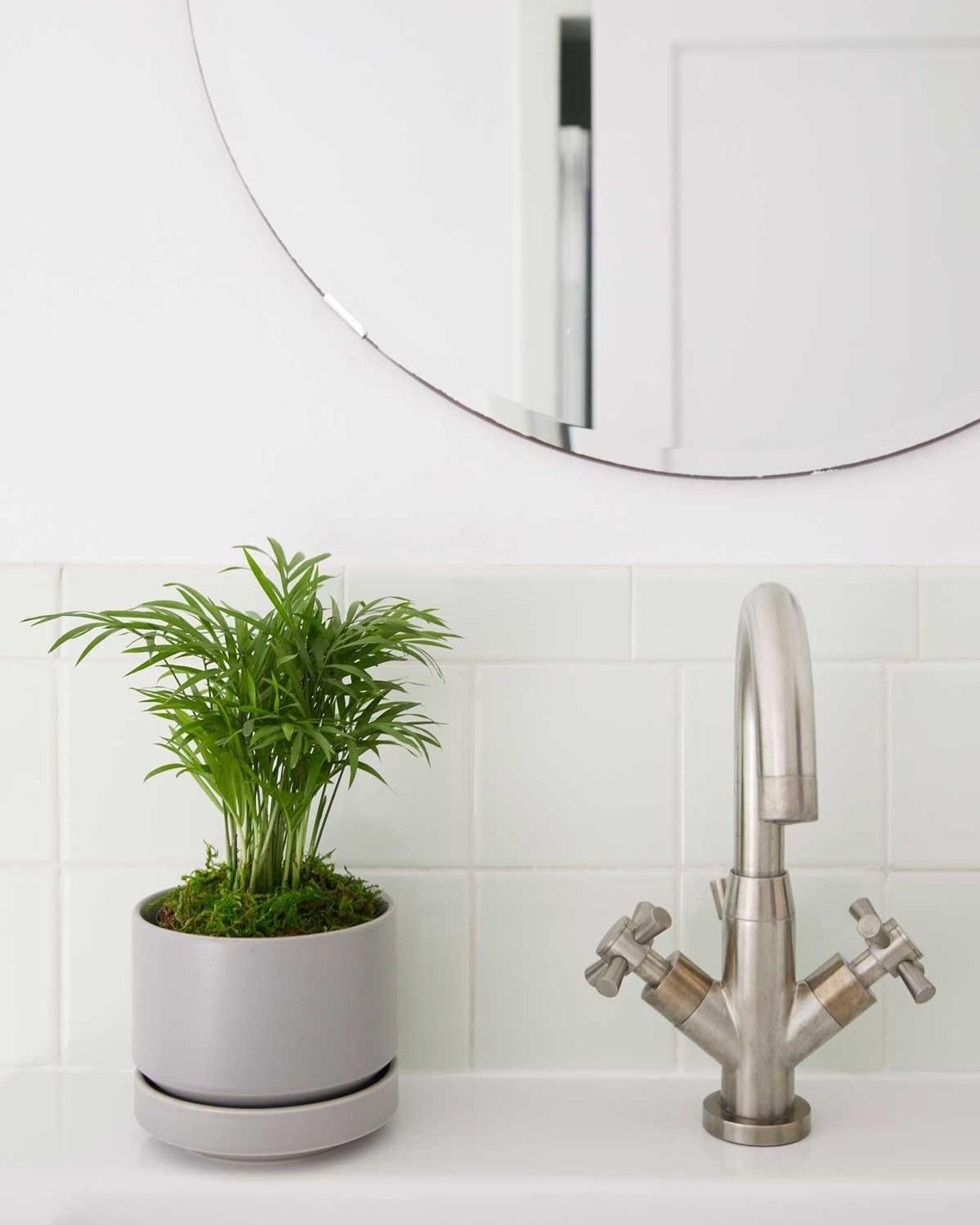 A small Parlor Palm adorning a bathroom sink.