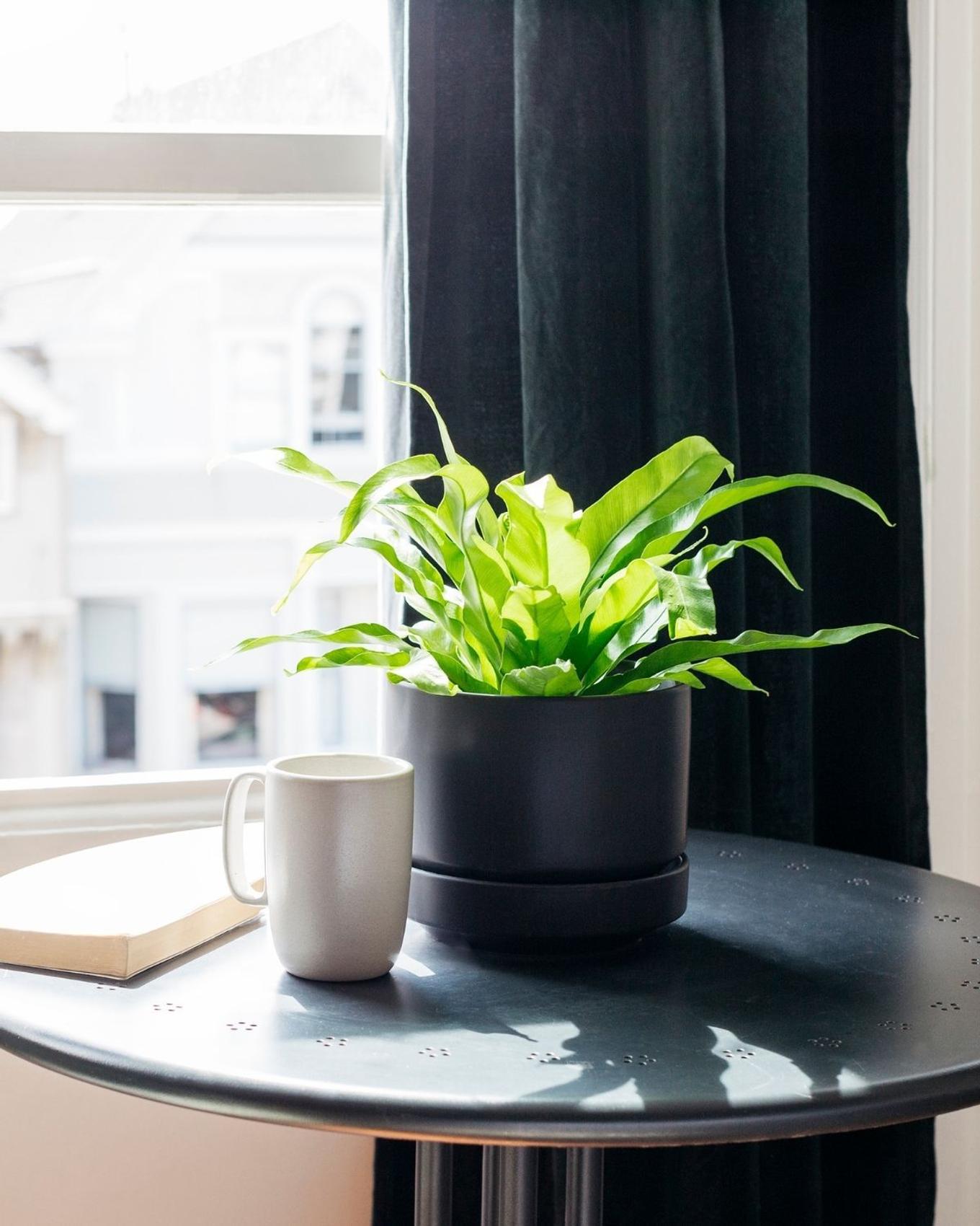 Soft morning light on a Bird's Nest Fern