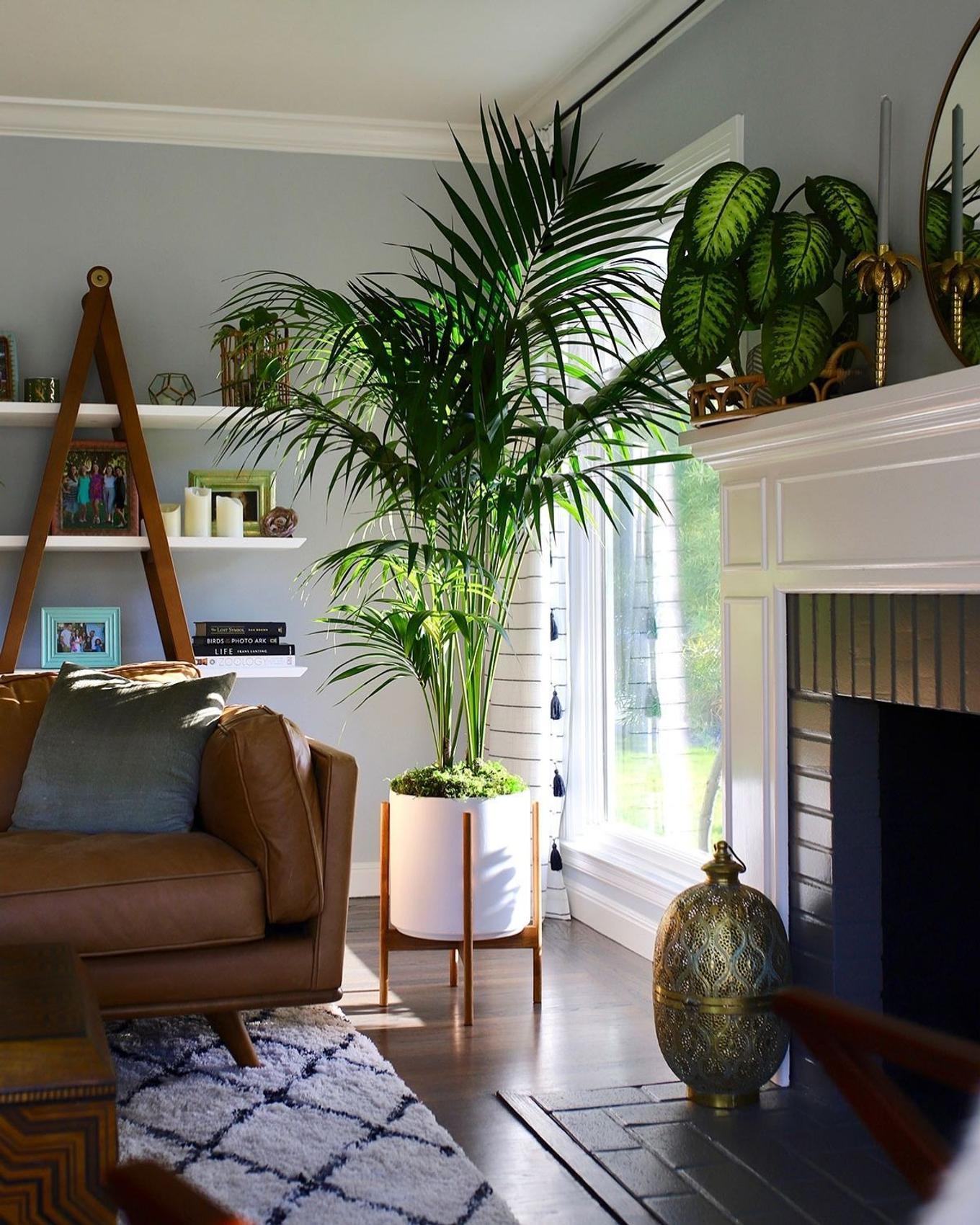 A Kentia Palm fills out a living room forner