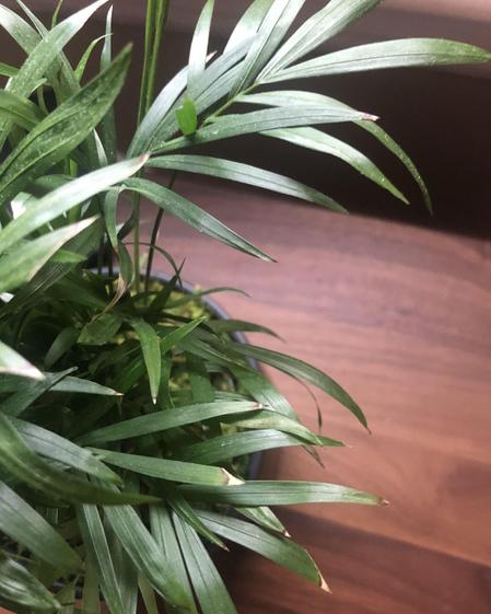 indoor plants picture