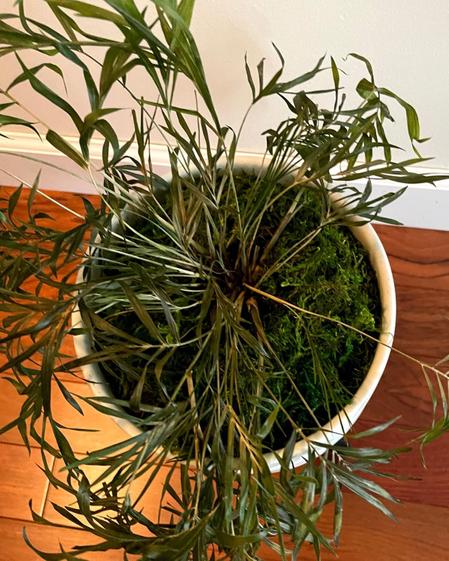 indoor plants picture