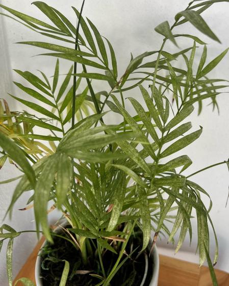 indoor plants picture