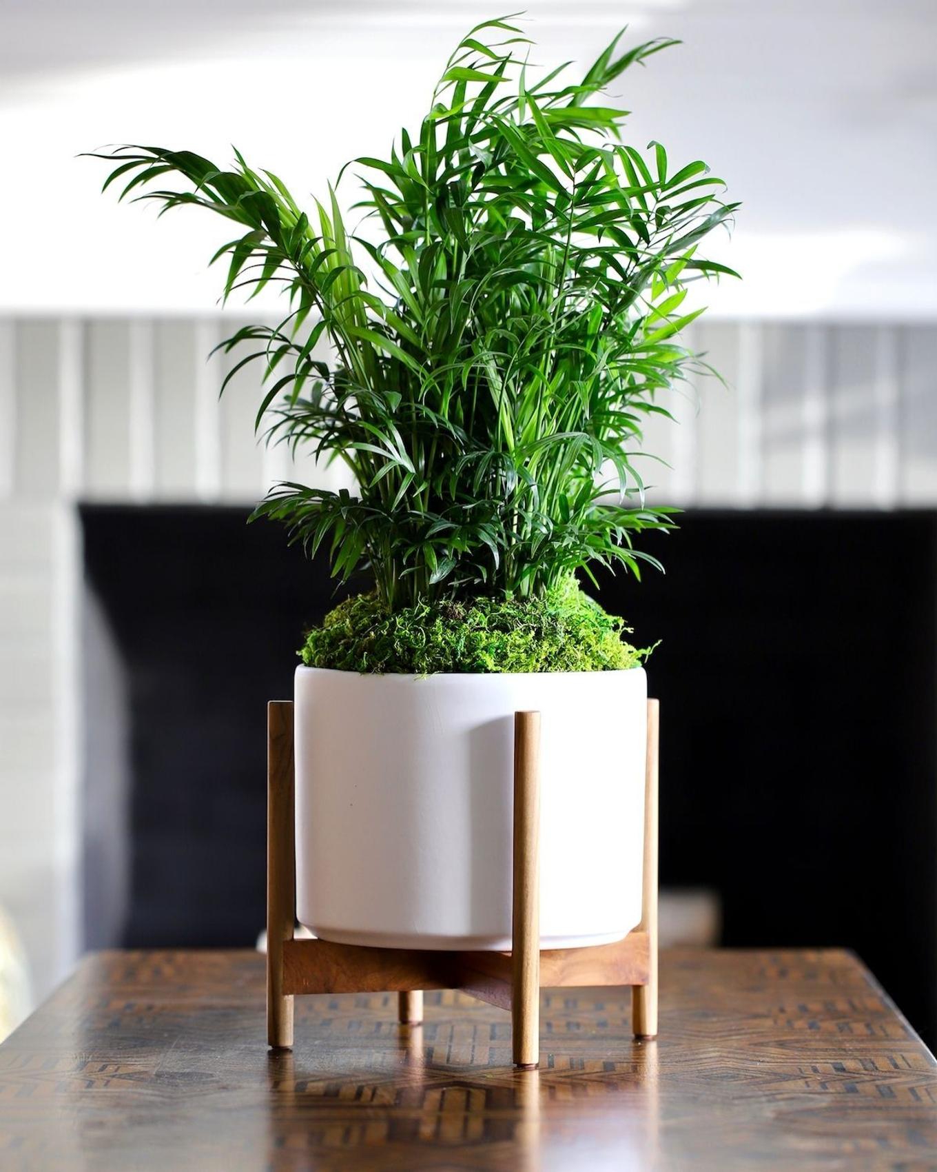 Parlor Palm on a a mid-century coffee table