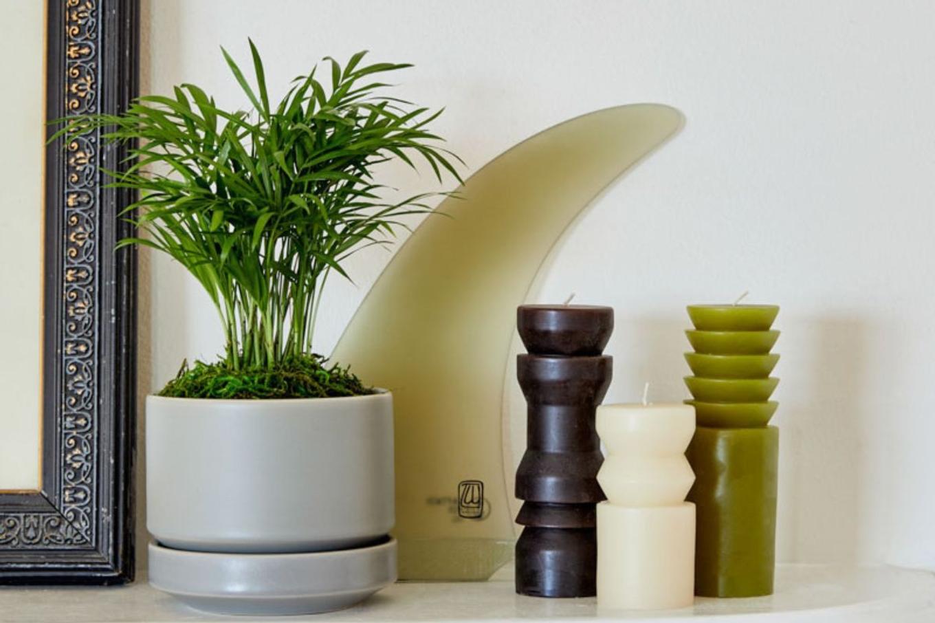 A Parlor Palm decorating a tasteful mantel
