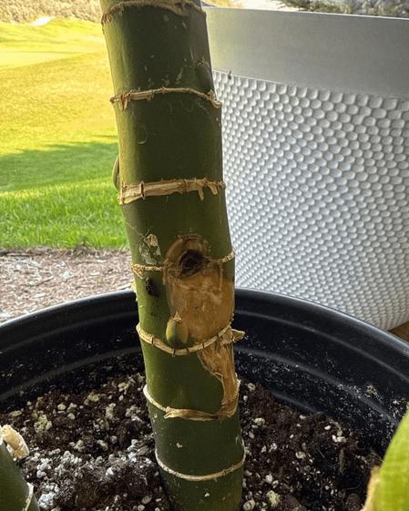 indoor plants picture