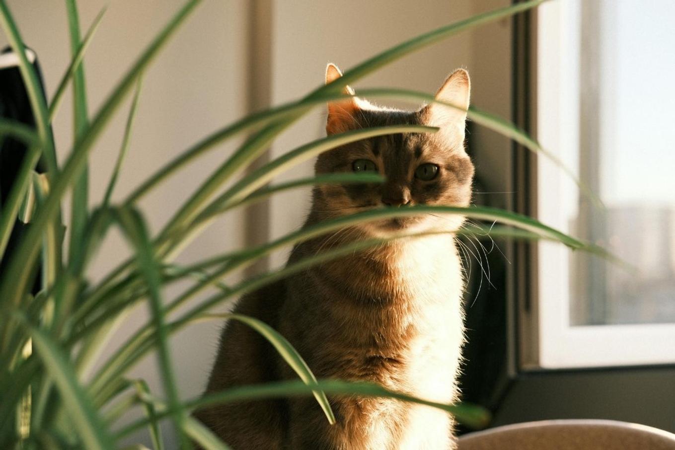 A cat and a plant