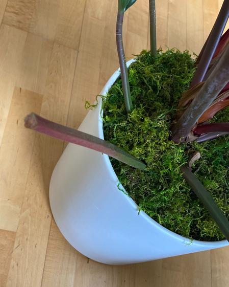 indoor plants picture