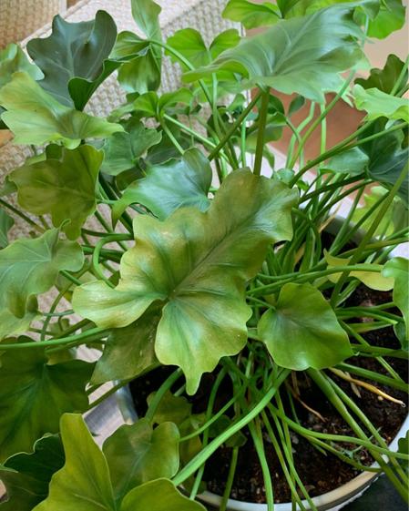 indoor plants picture