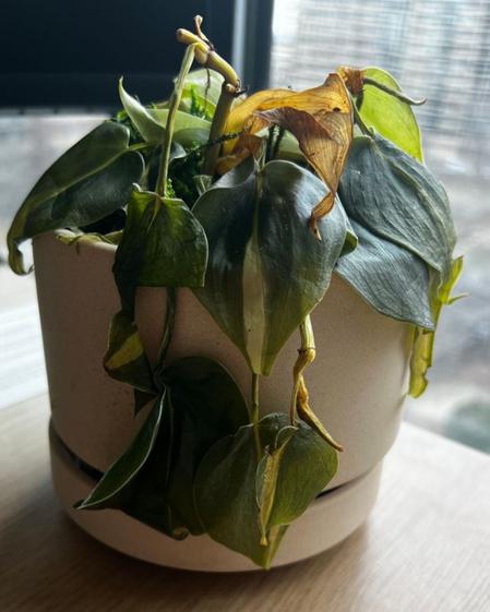 indoor plants picture