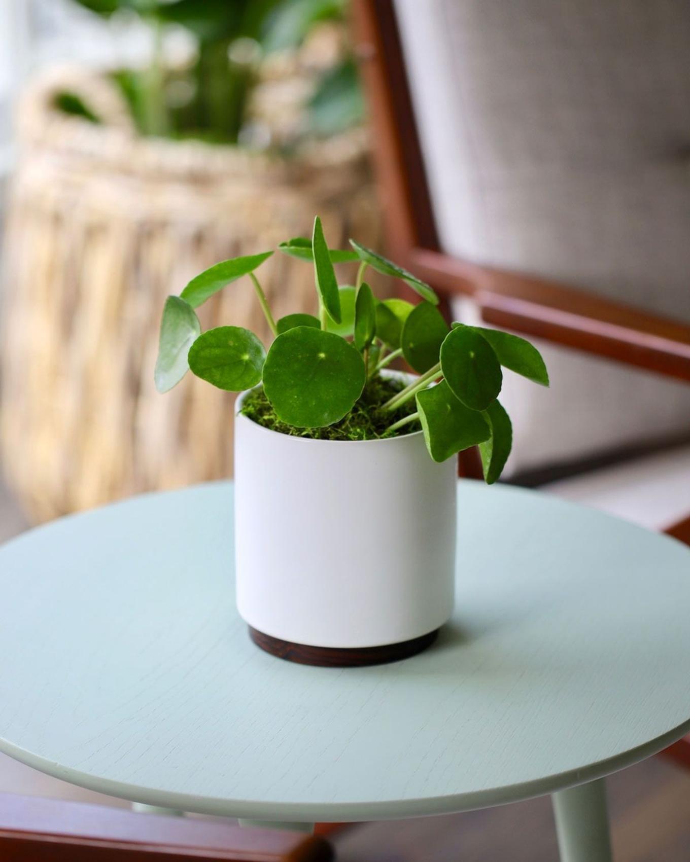 pilea gift