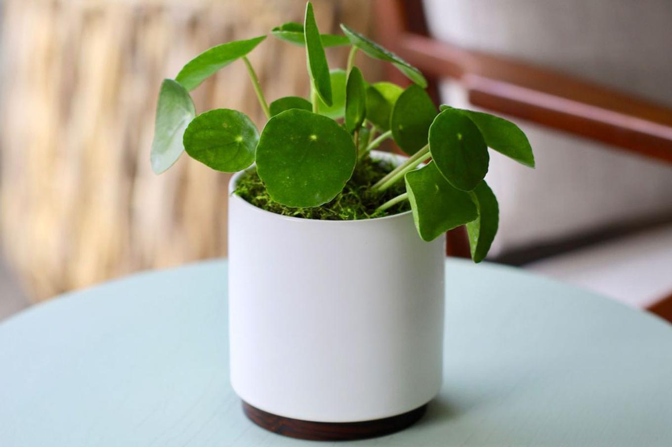 A gorgeous Pilea potted in a white ceramic pot on a living room side table