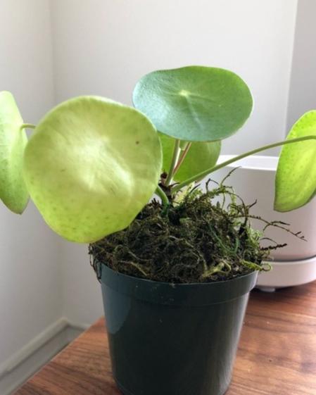 indoor plants picture