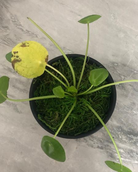 indoor plants picture