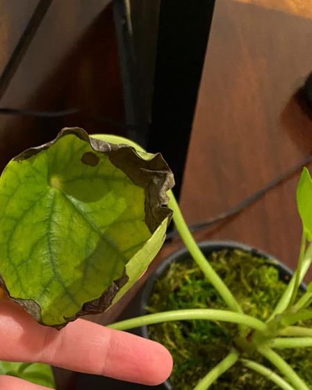 indoor plants picture
