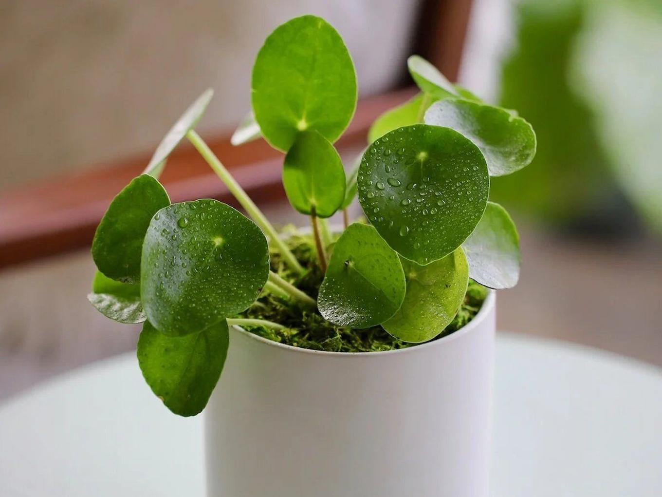 Pilea Peperomioides (Chinese Money Plant) from Leon & George