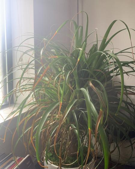 indoor plants picture