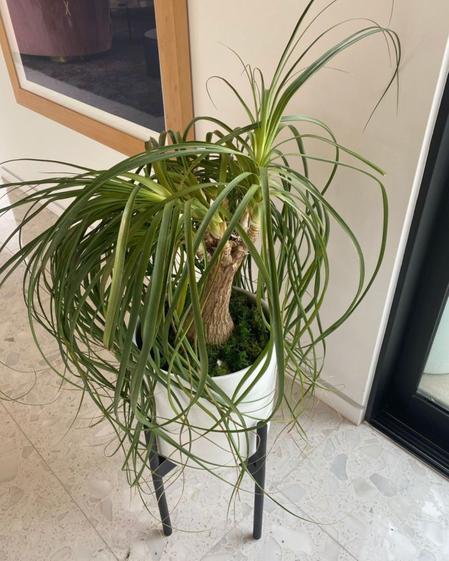 indoor plants picture