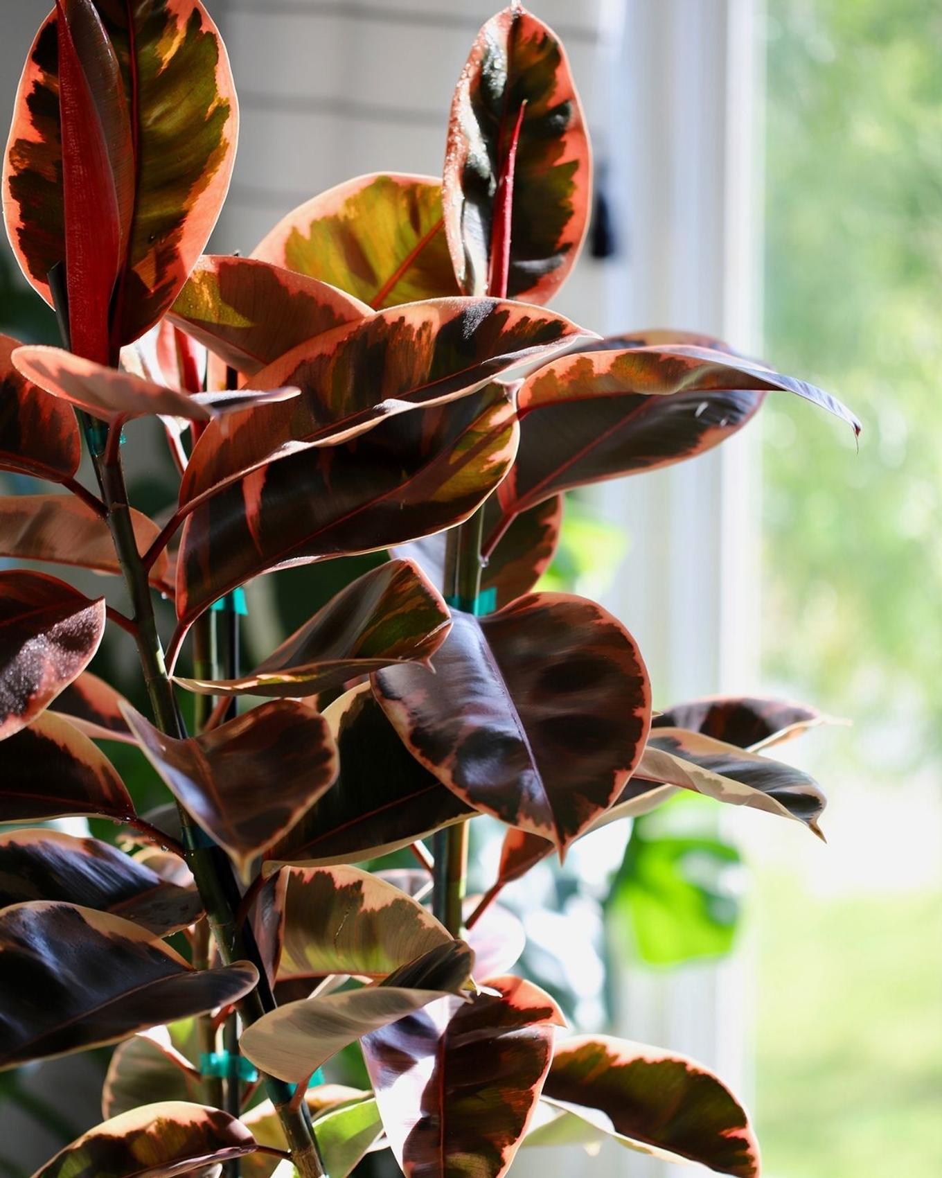 A colorful Ruby Rubber Tree in a bright window