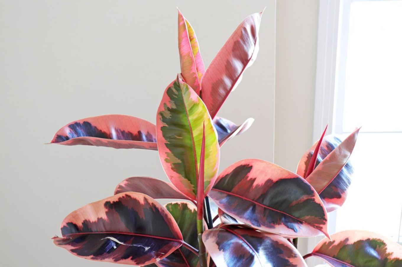 Beautifully variegated foliage on a Ruby Rubber Tree