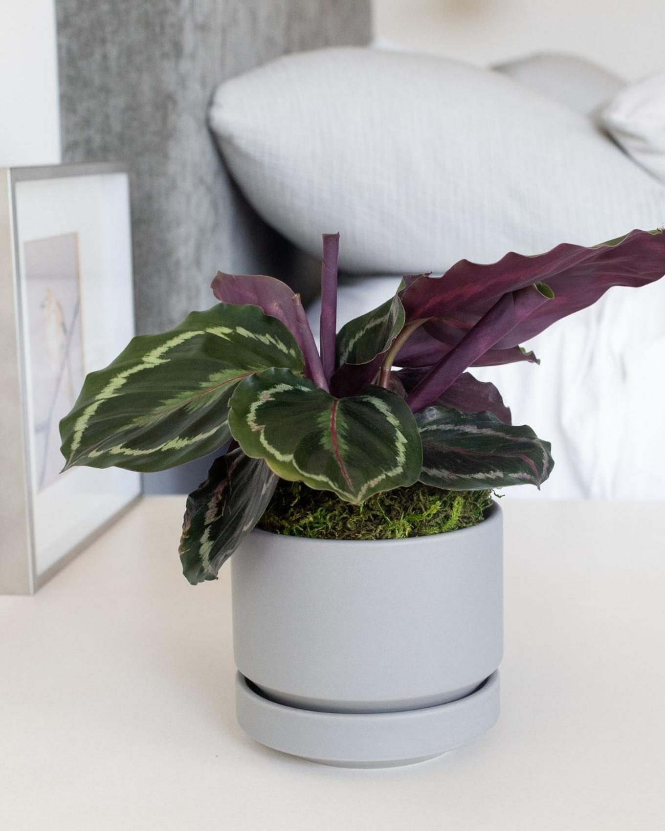 Calathea medallion on a bedside table.