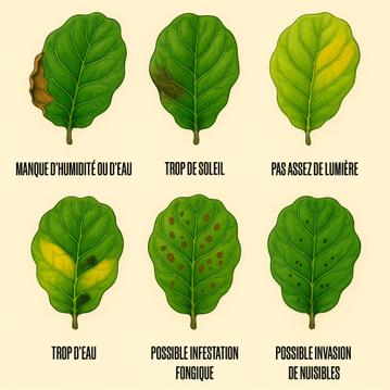 Ficus Lyrata : Reconnaître et soigner les problèmes fréquents