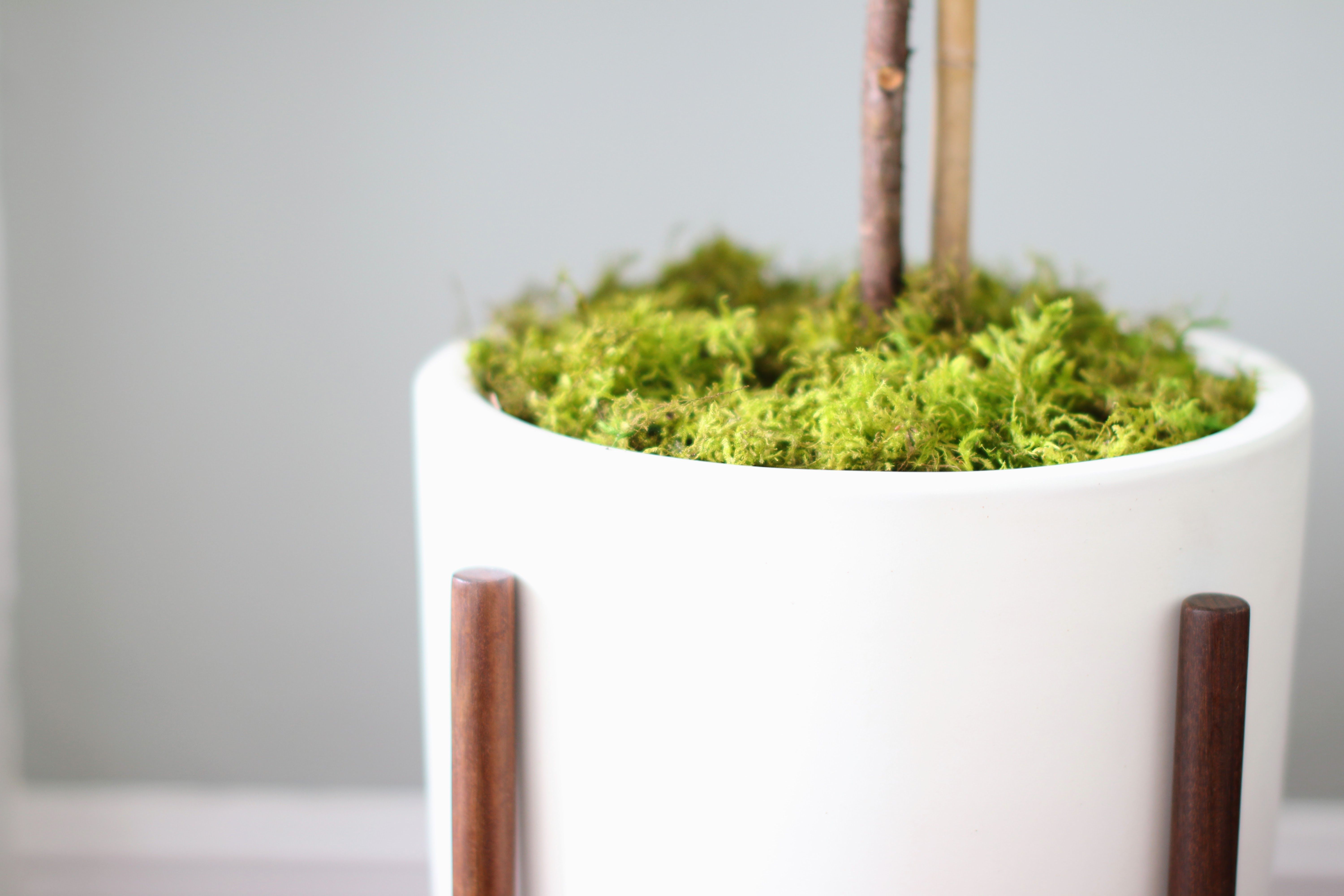 Close-up of a white ceramic planter with wooden legs, showing bright green moss covering the soil around the base of a plant stem.