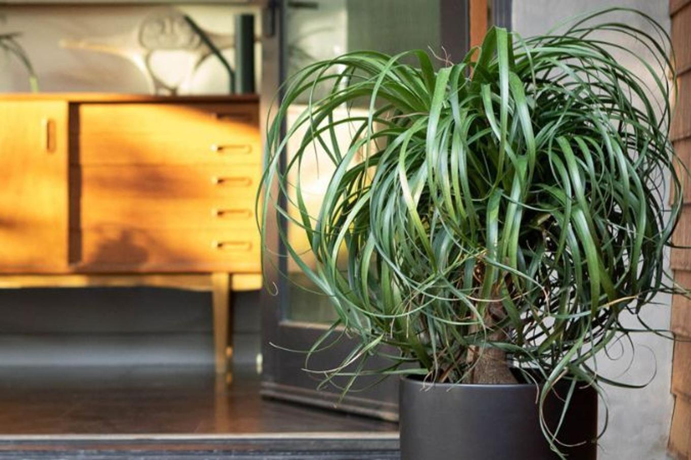A Ponytail Palm decorating the front entry of a home