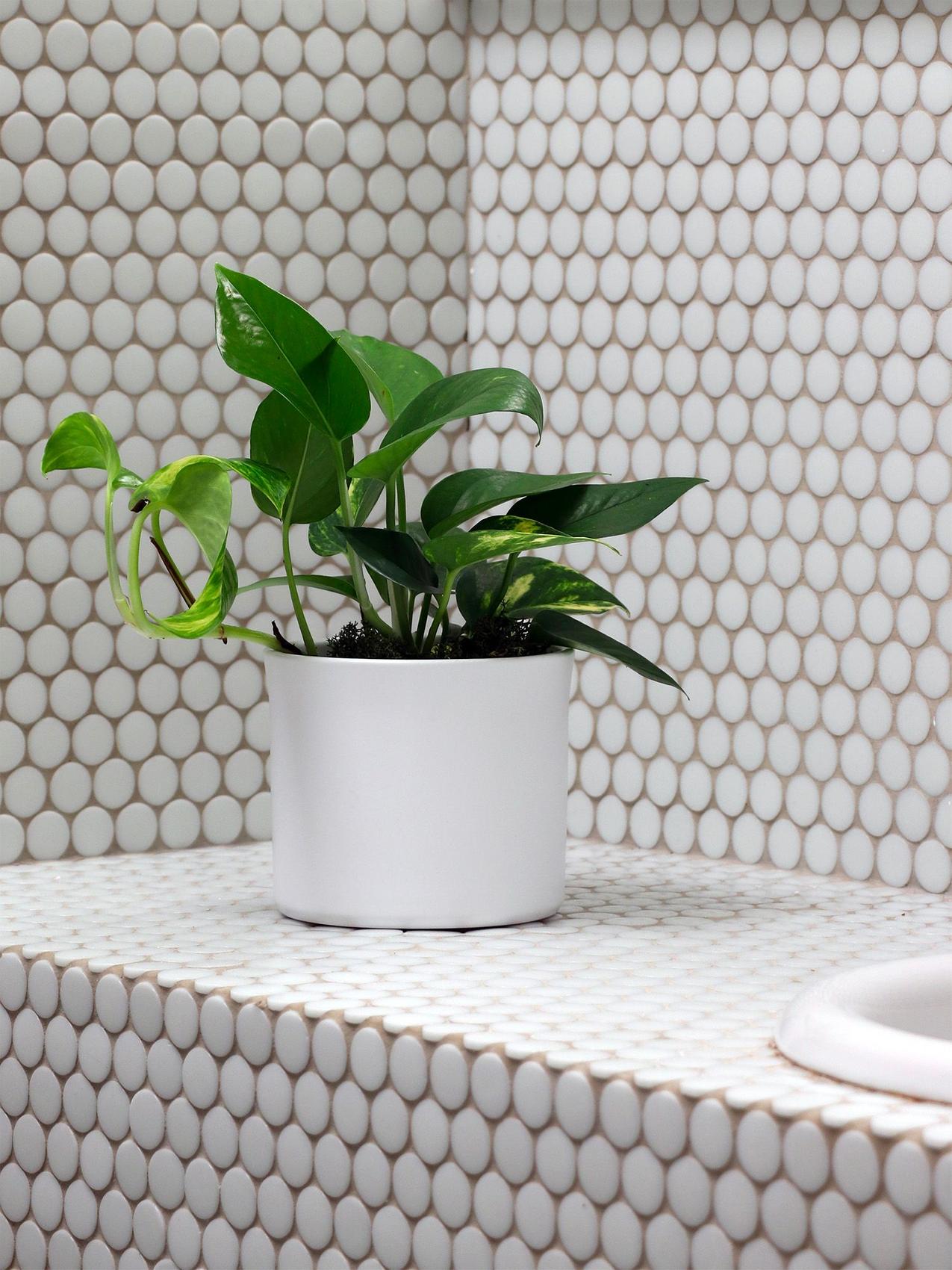 Meilleure plante d'intérieur pour la Vierge - Plante d'intérieur Pothos dans une salle de bain minimaliste
