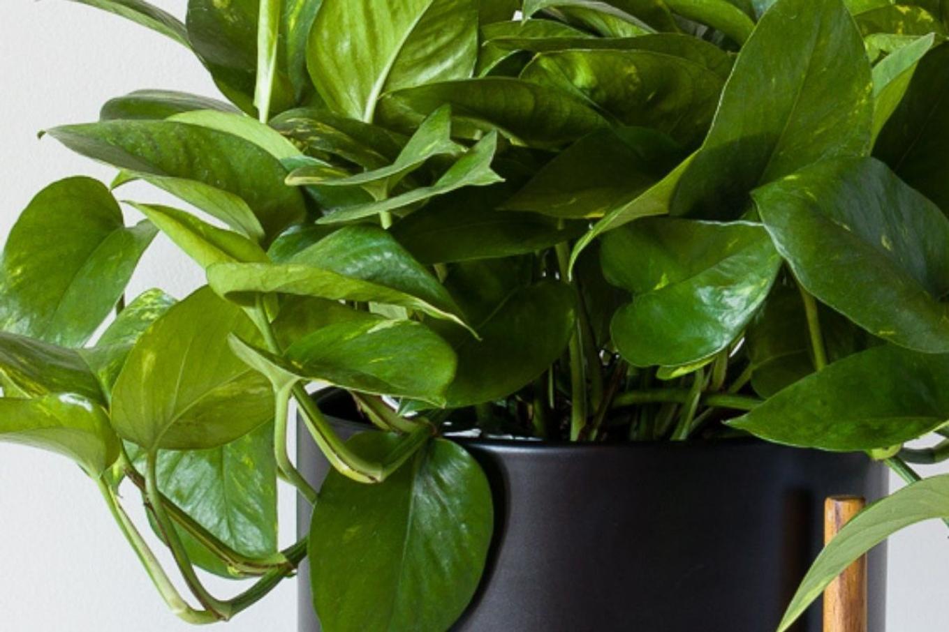Bright green leaves of the Cascading Pothos