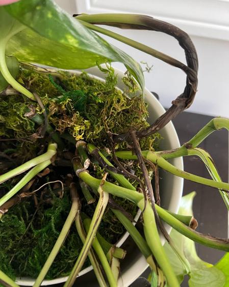 indoor plants picture