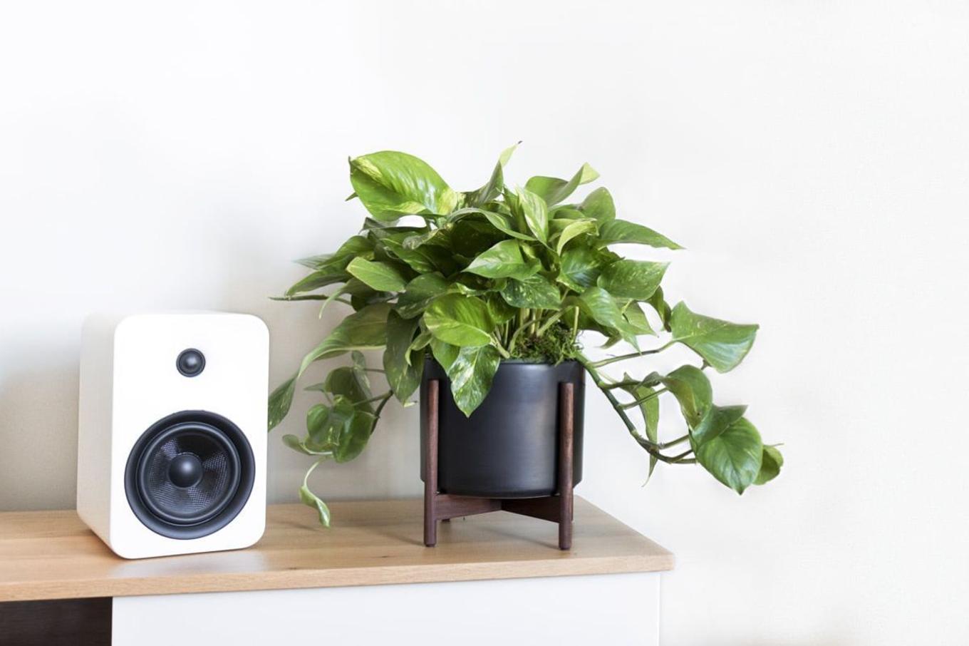 A Pothos decorating a TV console