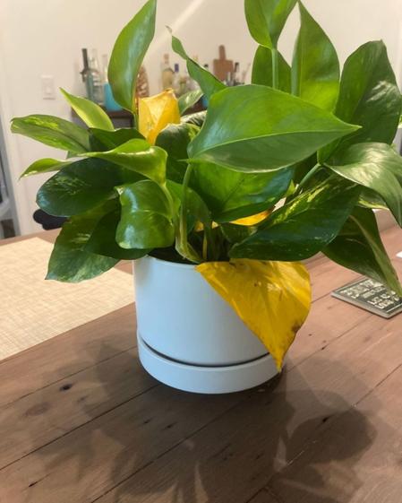 indoor plants picture