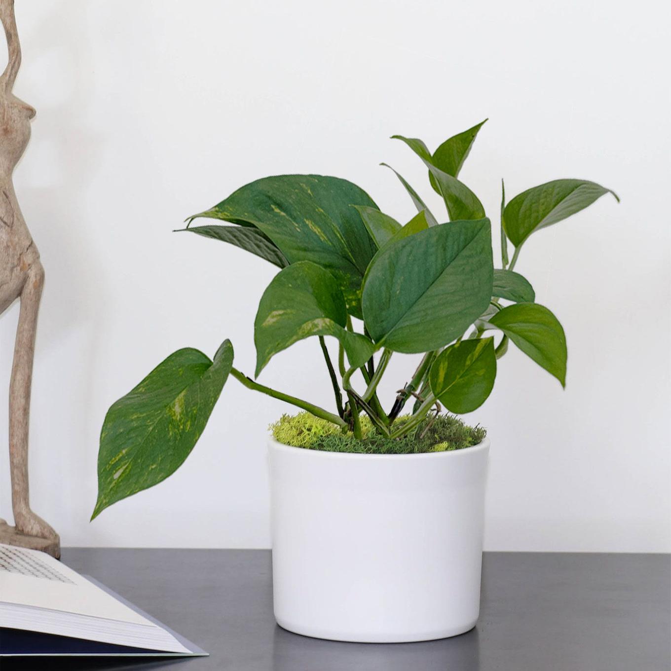 photo pothos cascade small