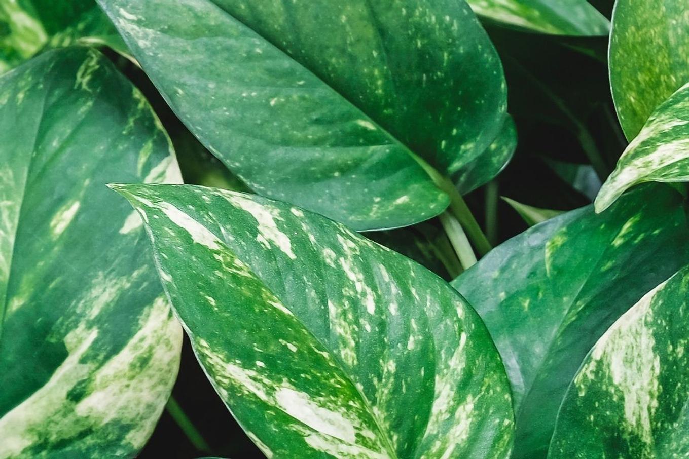 Close up detail shots of the pothos plant
