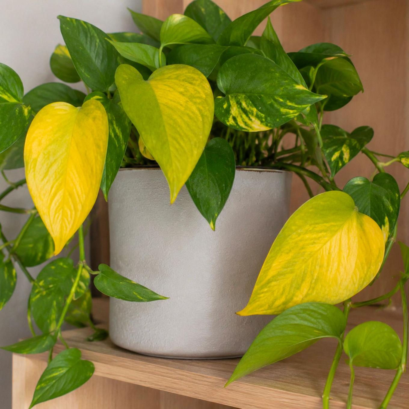 illustration d'un pothos avec des feuilles jaunies