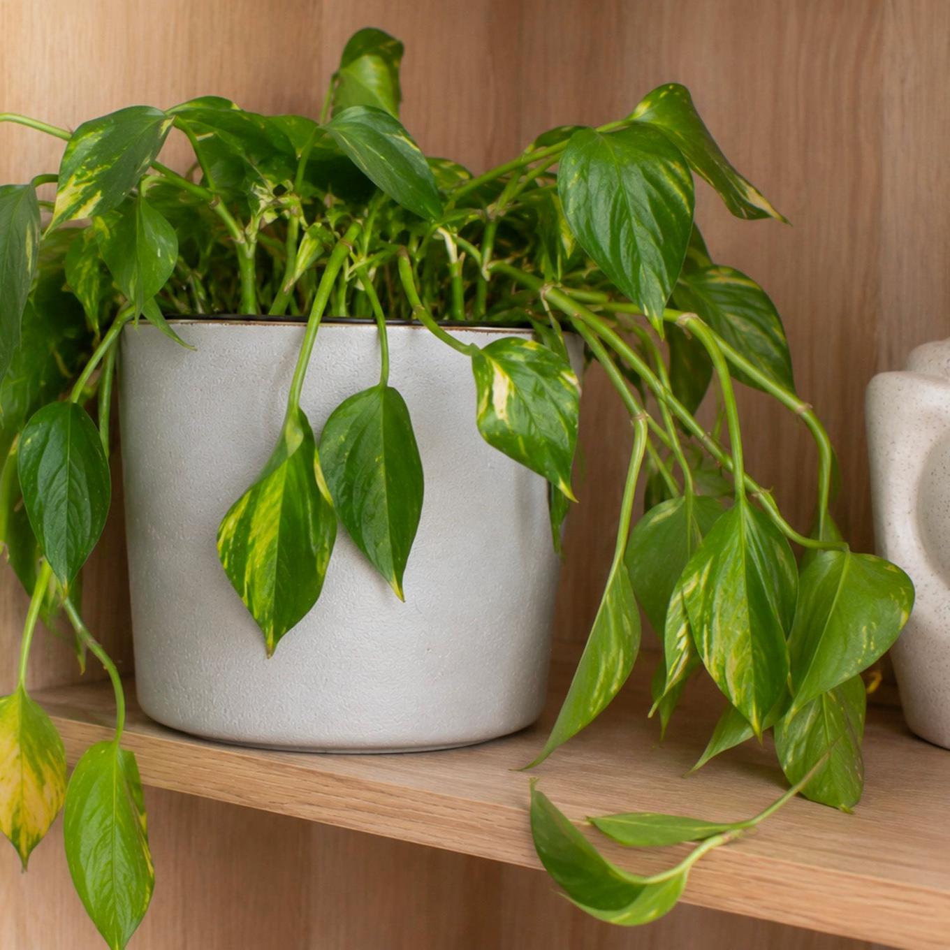 Illustration d'un pothos aux feuilles affaisées