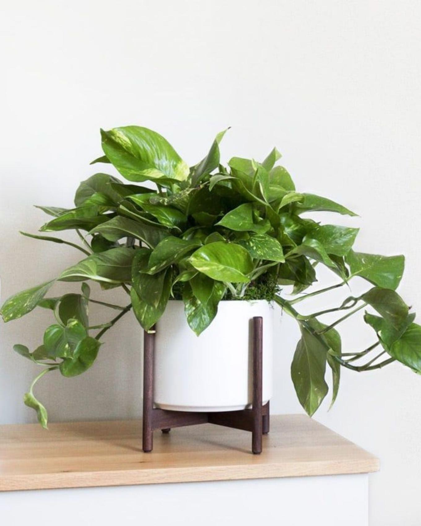 A Pothos sitting on a shelf