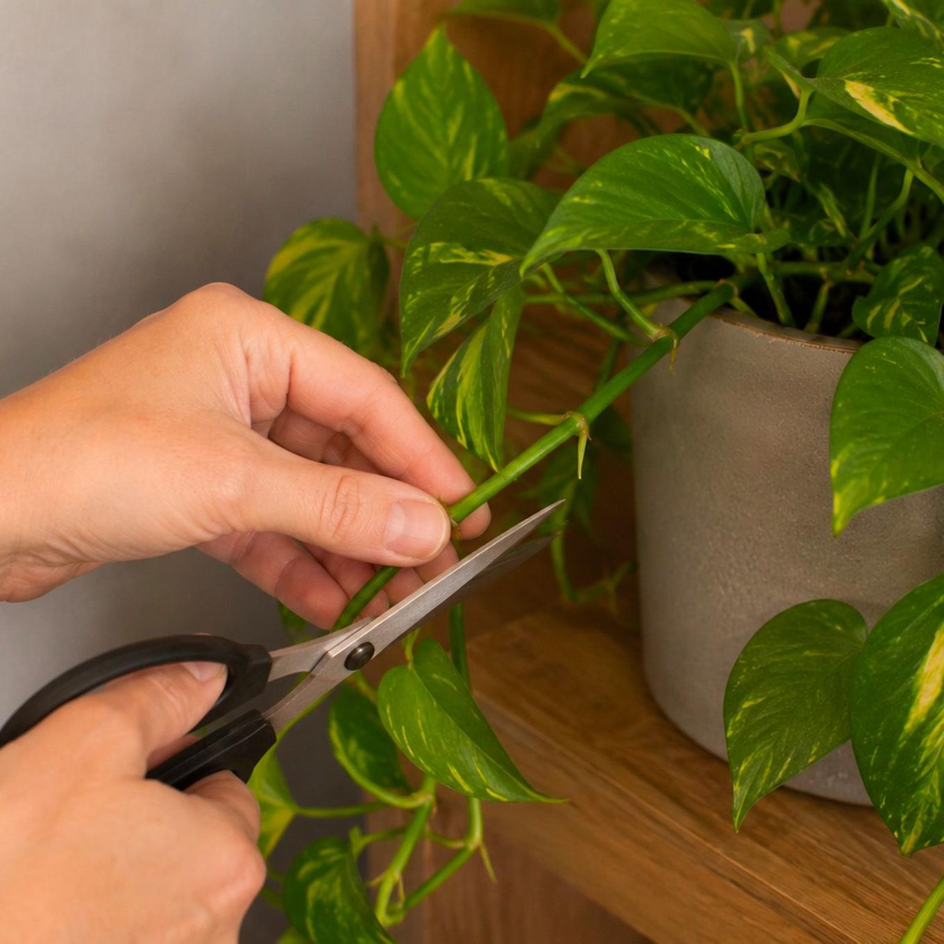 illustration du taillage d'un pothos