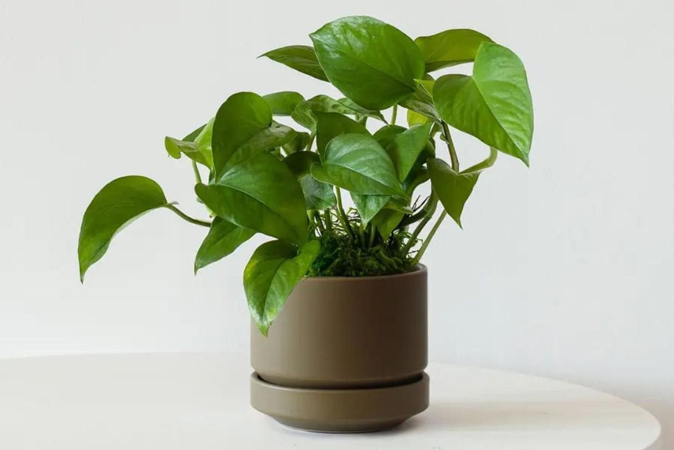 Pothos in Olive Scandinavian pot