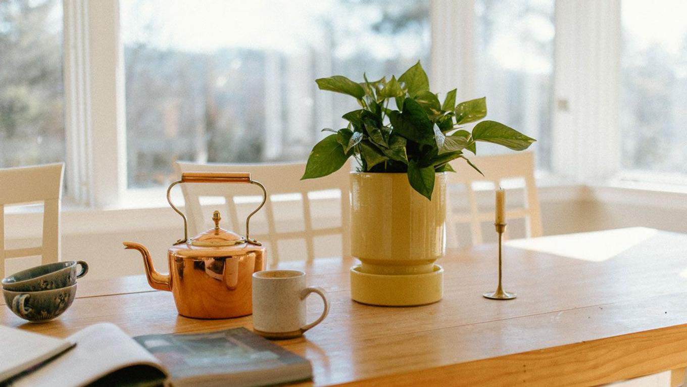 Bright green leaves of the Cascading Pothos