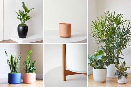 How to Pot a Plant Without a Drainage Hole