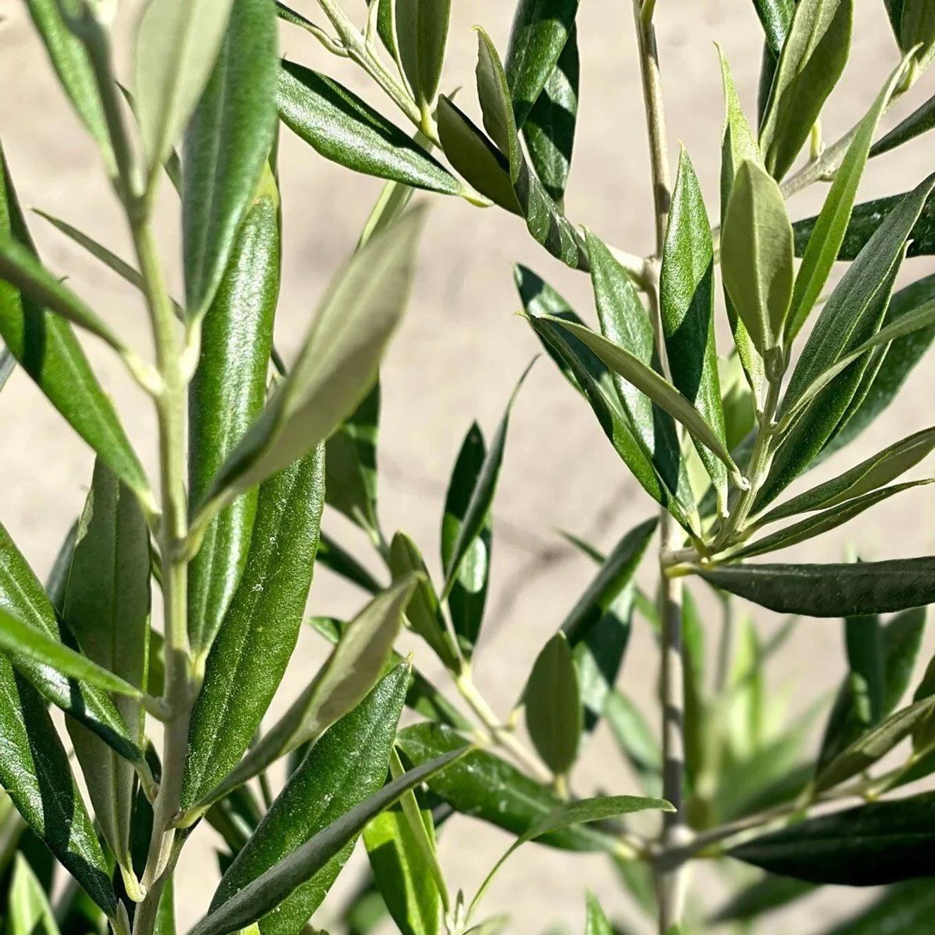 Potted olive tree detail from Leon & George
