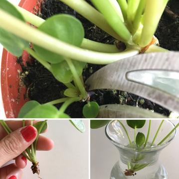 5 Easy Steps To Propagating Pilea Peperomiodes AKA The Chinese Money Plant
