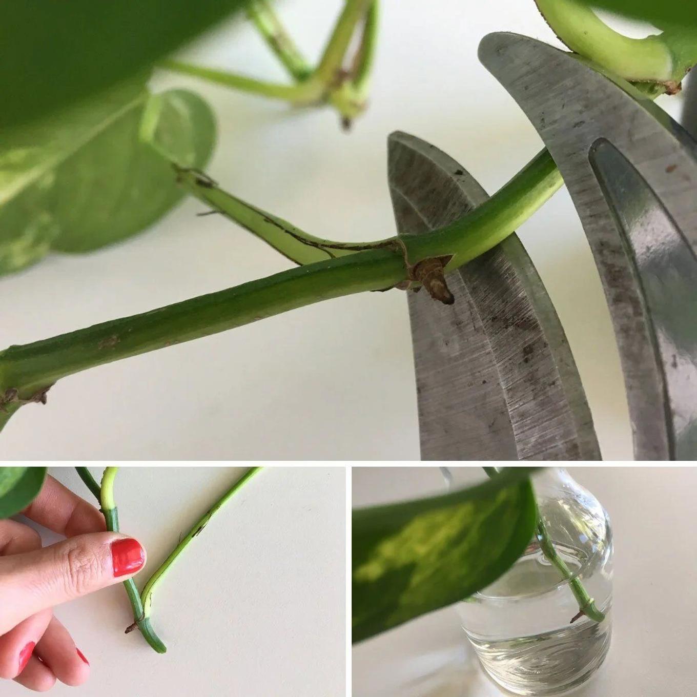 Pothos cuttings rooting in water for propagation