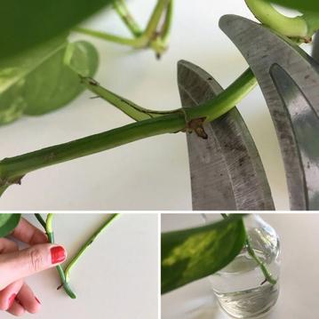 5 Easy Steps To Propagating Pothos